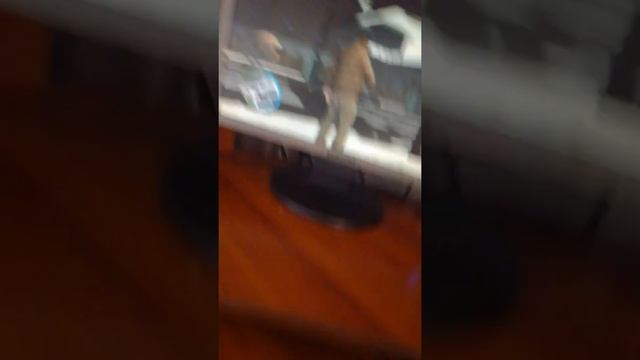 Как в GTA IV вводить коды бесплатно смотреть онлайн