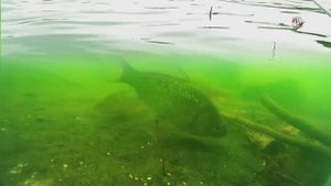 На Рыбалке. Под водой, ловил поплавочной удочкой. Подводная съемка. Поклевки (1)