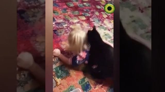 дитятки и котятки