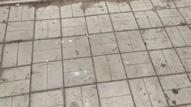 На улице холодно. Щенки замерзают! смотреть онлайн