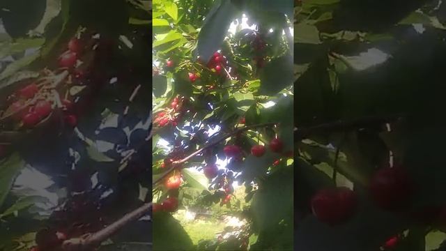 вишня-черешня гибридная вишня сбор ягод