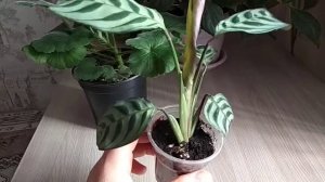 #КомнатныеРастения. #КТЕНАНТА. Самая неприхотливая из Марантовых.