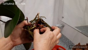 Как пересадить орхидею Стандарт?