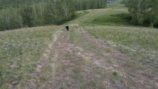 Luna & Venza walk in a new place. Hills at sunset. Black leopard & rottweiler смотреть онлайн
