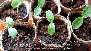 Огурцы на рассаду: когда сажать на Урале
