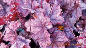 Гейхера гибридная Джорджия Плам (heuchera) ? обзор: как сажать, рассада гейхеры Джорджия Плам
