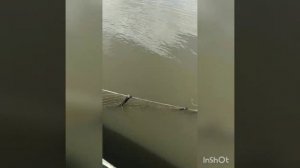 Рыбалка на вятель 1. Щука, линь.