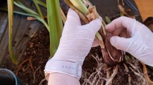 пересадка исмене