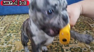 4 ЭФФЕКТИВНЫХ способа отучить щенка кусаться. Мокрый нос французский бульдог Луна