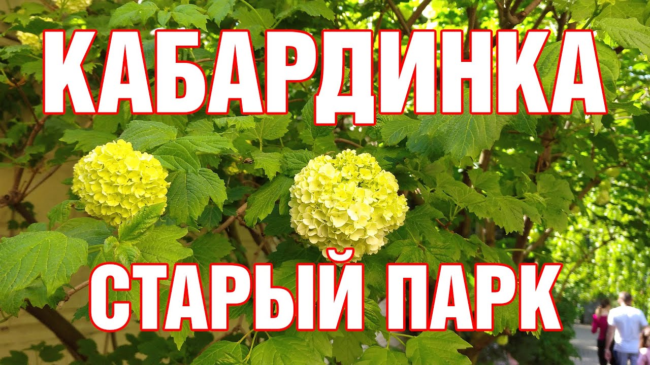 Необычные растения в Старом парке Кабардинка. Геленджик 2021