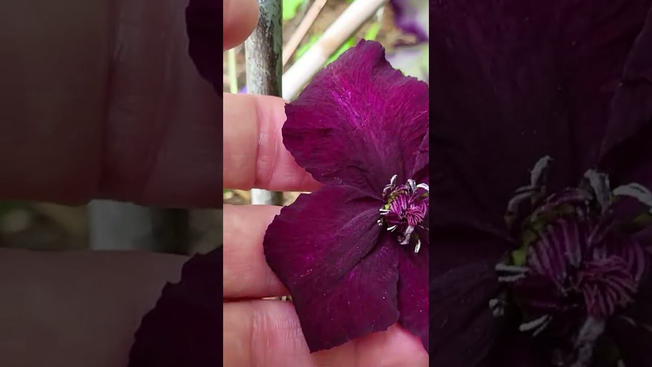 Композиции из клематисов. Саженцы. Спрашивайте каталог на вацап 89193271772 #питомник смотреть онлайн