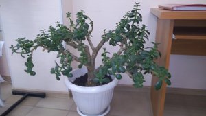 Размножение и уход за денежным деревом. Черенки денежного дерева