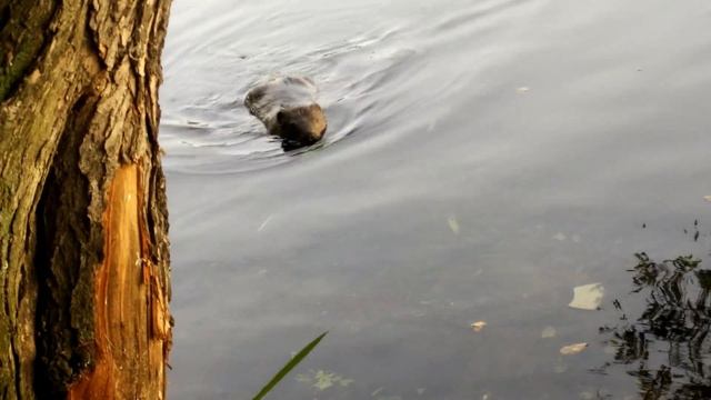 Москва-река, бобёр, Печатники смотреть онлайн
