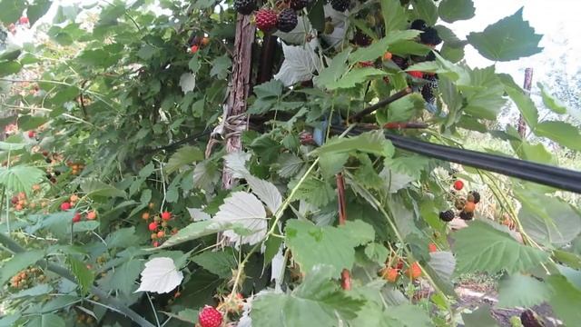 Размножение и уход за малиной Кумберленд смотреть онлайн