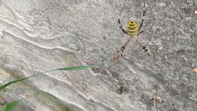 Ядовитый паук Аргиопа! Паук-оса, паук-зебра! смотреть онлайн