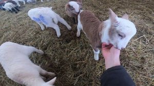 КУПИЛ КОЗУ ! ПОПОЛНЕНИЕ НА ХУТОРЕ !