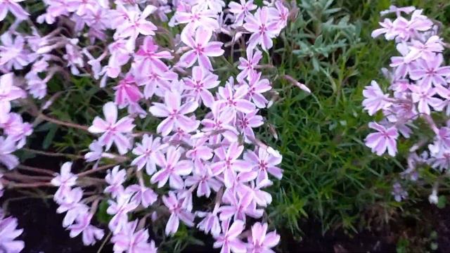 ЦВЕТЕНИЕ ФЛОКСОВ! КРАСОТА! смотреть онлайн