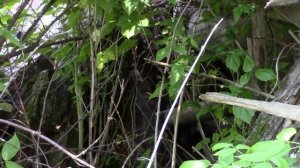 Забытые деревни Валдая.  д  Турны. часть 1.