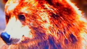 Лежали два медведя