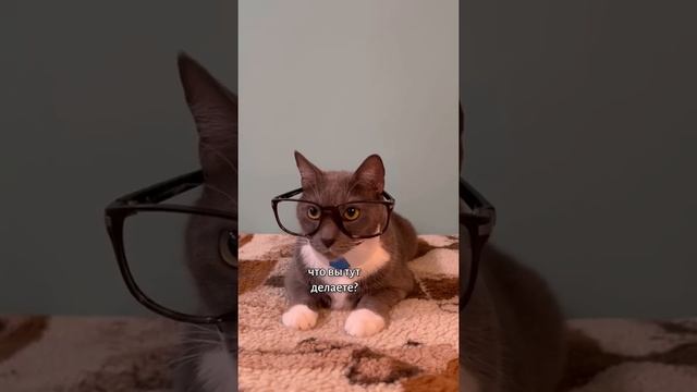 ЕСЛИ БЫ КОТИКИ ХОДИЛИ В ШКОЛУ - ЛЕТНИЙ УРОК смотреть онлайн