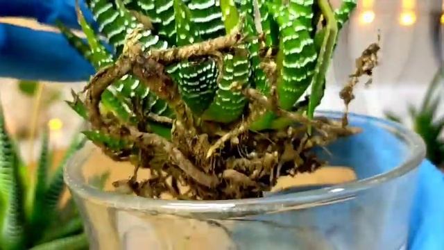 86/100 Haworthia Zebra Succulent Haworthia Attenuata vs Haworthia Fasciata Comparison • Indoor Plan смотреть онлайн