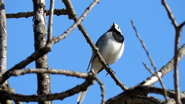 Белая Трясогузка весной, White Wagtail