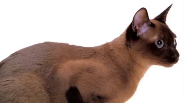 Порода кошек которая долгое время была непризнанной! Порода кошек тонкинская. смотреть онлайн