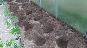 Расстояние между помидорами (мой опыт)