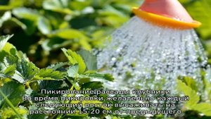 Клубника Мице Шиндлер