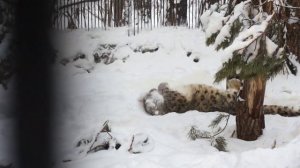 Снежный барс Саян радуется зиме, прыгая и валяясь в снегу.