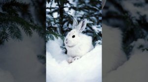 Лев Николаевич Толстой русак