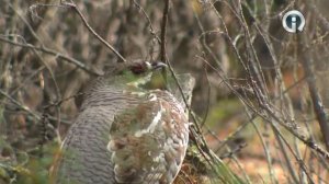 Баргузинский государственный природный биосферный заповедник