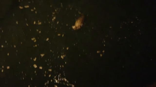 Каспийские Нерпы смотреть онлайн