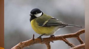 Синичкин день.