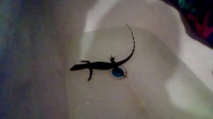 Купание варана Фестера.