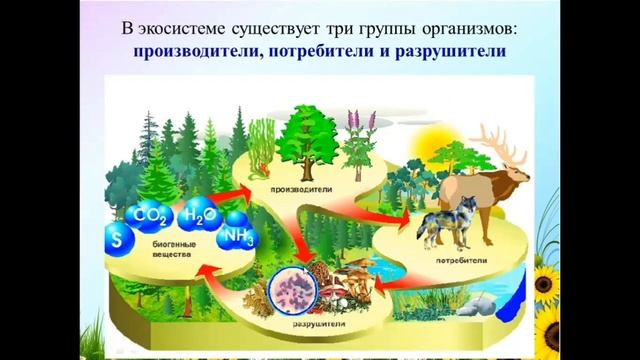 Естествознание 5 класс Компоненты экосистесы смотреть онлайн