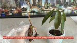 Как Вырастить Манго из Косточки дома? How to Grow a Mango Tree from Seed?