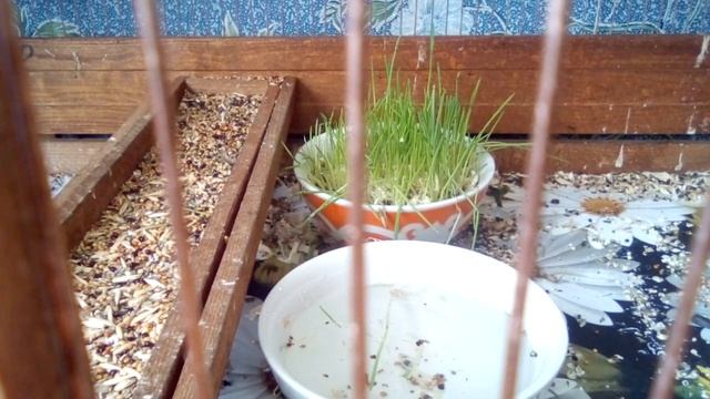 чем питается щегол смотреть онлайн