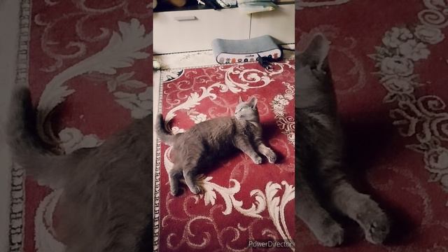 Котэ Муся