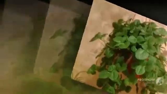 Цветы Пилея (Pilea flowers)