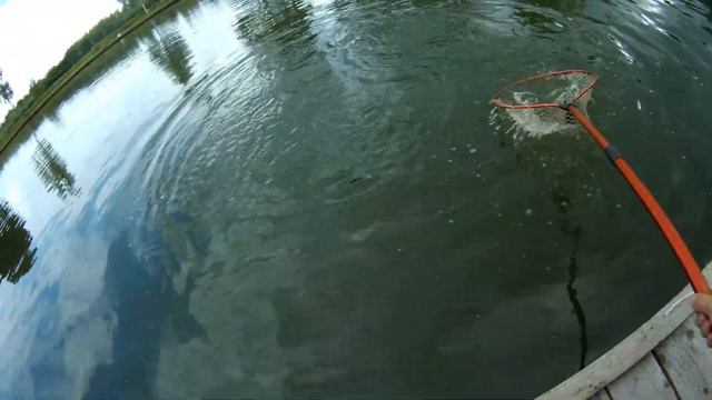 Невероятный клев форели на платном пруду. Испытание Pontoon21 Grace Sonda смотреть онлайн