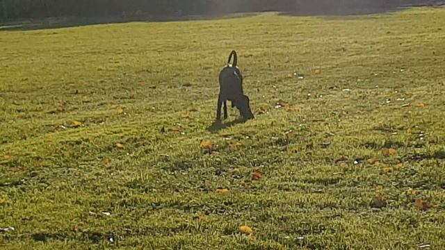 Dobermann смотреть онлайн