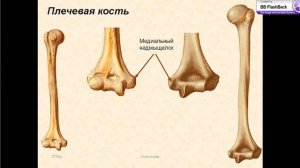 Кости верхней конечности
