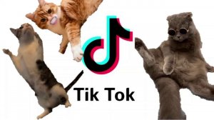 Милые животные из тик ток
