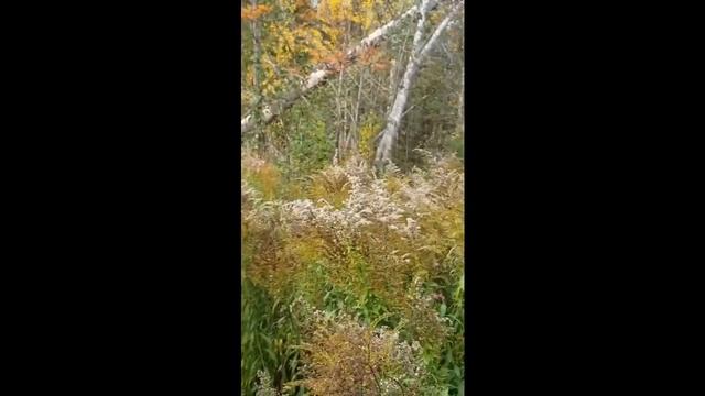 И такое бывает... заросли калины в лесу. смотреть онлайн