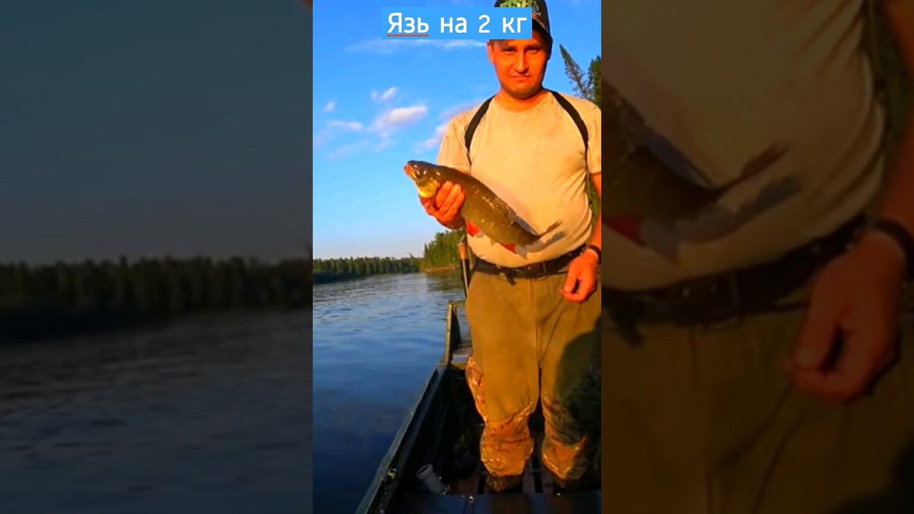 Язь на 2 килограмма, рыбалка #язь #рыбалка #щука смотреть онлайн