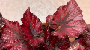 Яркие листья БЕГОНИИ улучшают настроение.