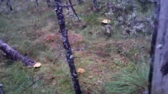 25 февраля 2016 г. смотреть онлайн