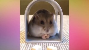 Ну ооочень милые животные) МИ-МИ-МИ)