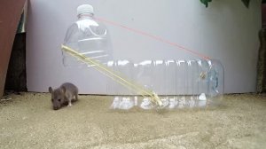 Лёгкая Ловушка для Мышей и Крыс // Easy Mouse/ Rat trap//Мышеловка из пластиковой бутылки